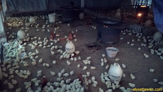 memelihara ayam pedaging broiler memelihara ayam pedaging broiler