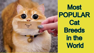 Most Popular Cat Breeds in the World Australian Cat Breeds