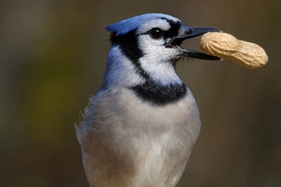 blue jay eating peanuts bird eat jays beak feeding nuts feathers hungry peanut birds crow feed nut birding avian wildlife