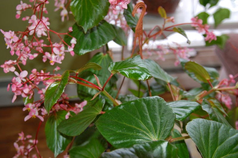Всё о бегониях и не только... Begonia 'Tea Rose'