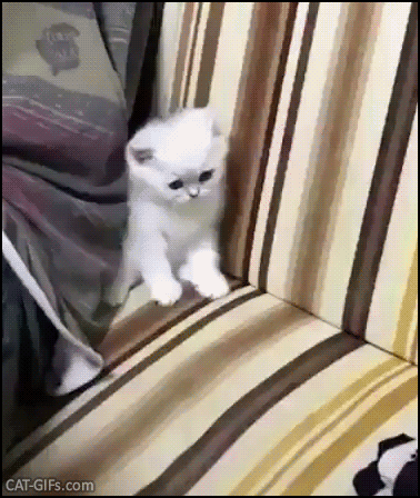 Funny Kitten GIF • Cute white kitty standing up repeatedly scared by sneak foot attacks, haha. Funny Kitten GIF • Cute white kitty standing up repeatedly scared by sneak foot attacks, haha.