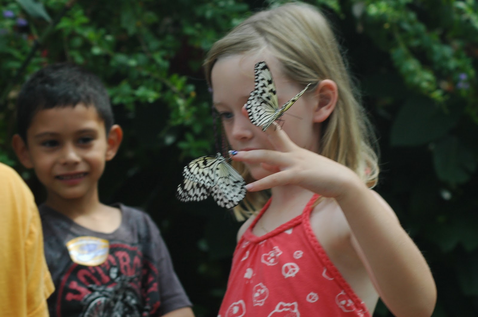 Explore Colorado The Butterfly PavilionThe Blue Morpho Butterfly