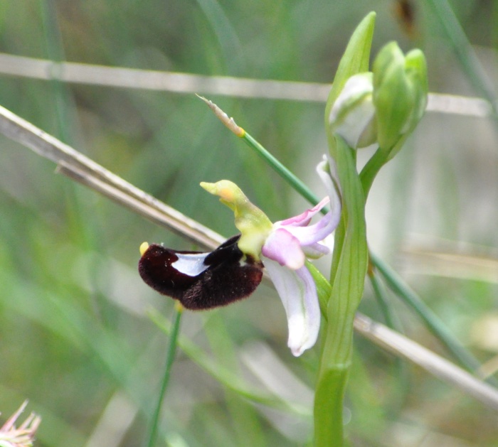 Ophrys bertolonii Moretti