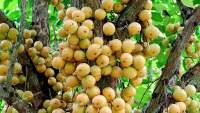 লটকন ফলের যত উপকারিতা