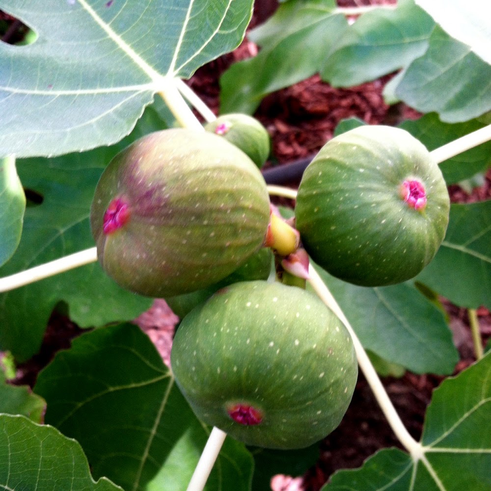 my mama's table as local as it gets a tale of green figs