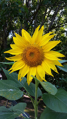 Sunflowers growing for seeds