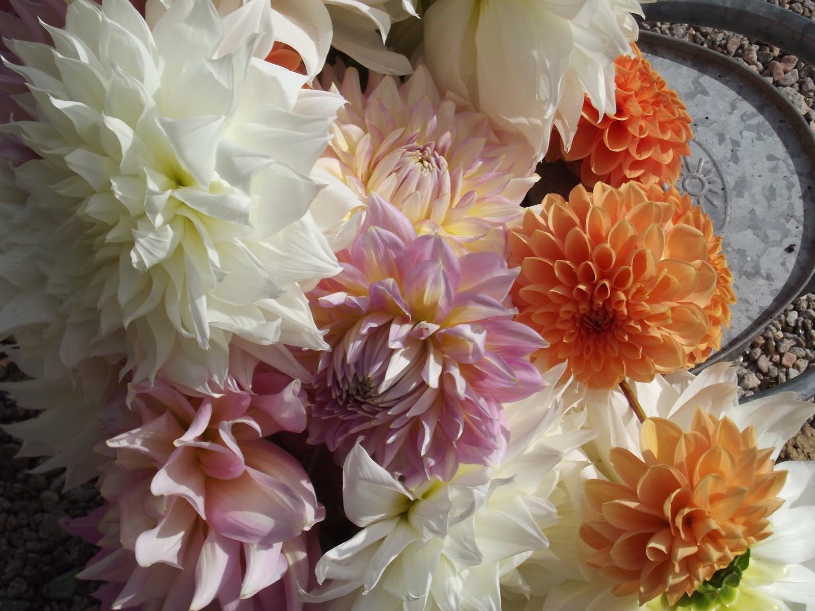 The Old Granite Step Putting the dahlias to bed for the winter. Part II