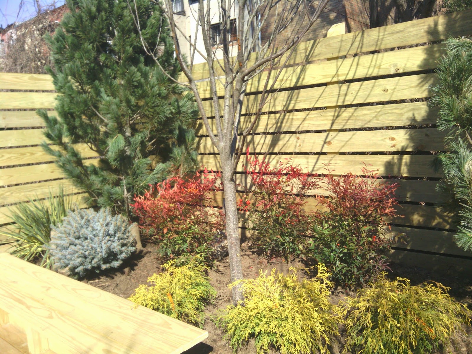 blue spruce, yellow yucca,red bamboo,custom fence builders NY,newyorkplantings,NY Plantings Garden Designers 