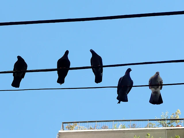 5 Palomas en cables de Teléfonos.