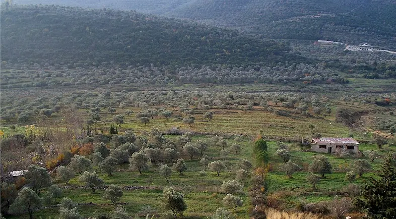 Kebun zaitun di Kegubernuran Homs, Suriah barat