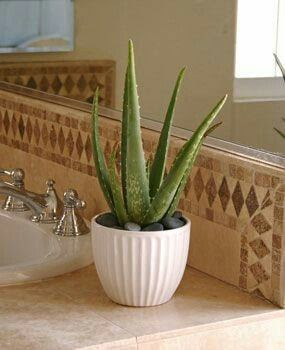 Indoor plants that are easy to care for, suitable for apartments Indoor plants that are easy to care for, suitable for apartments
