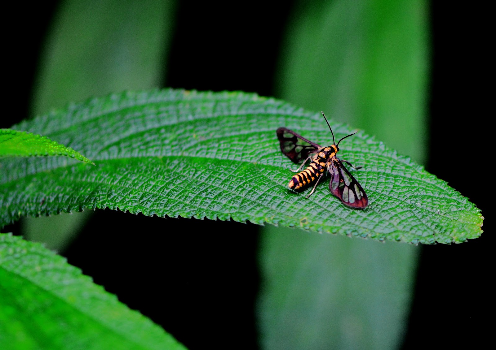 Amata huebneri Boisduval