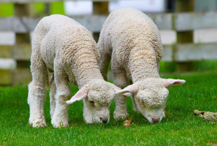 Sheep in New Zealand