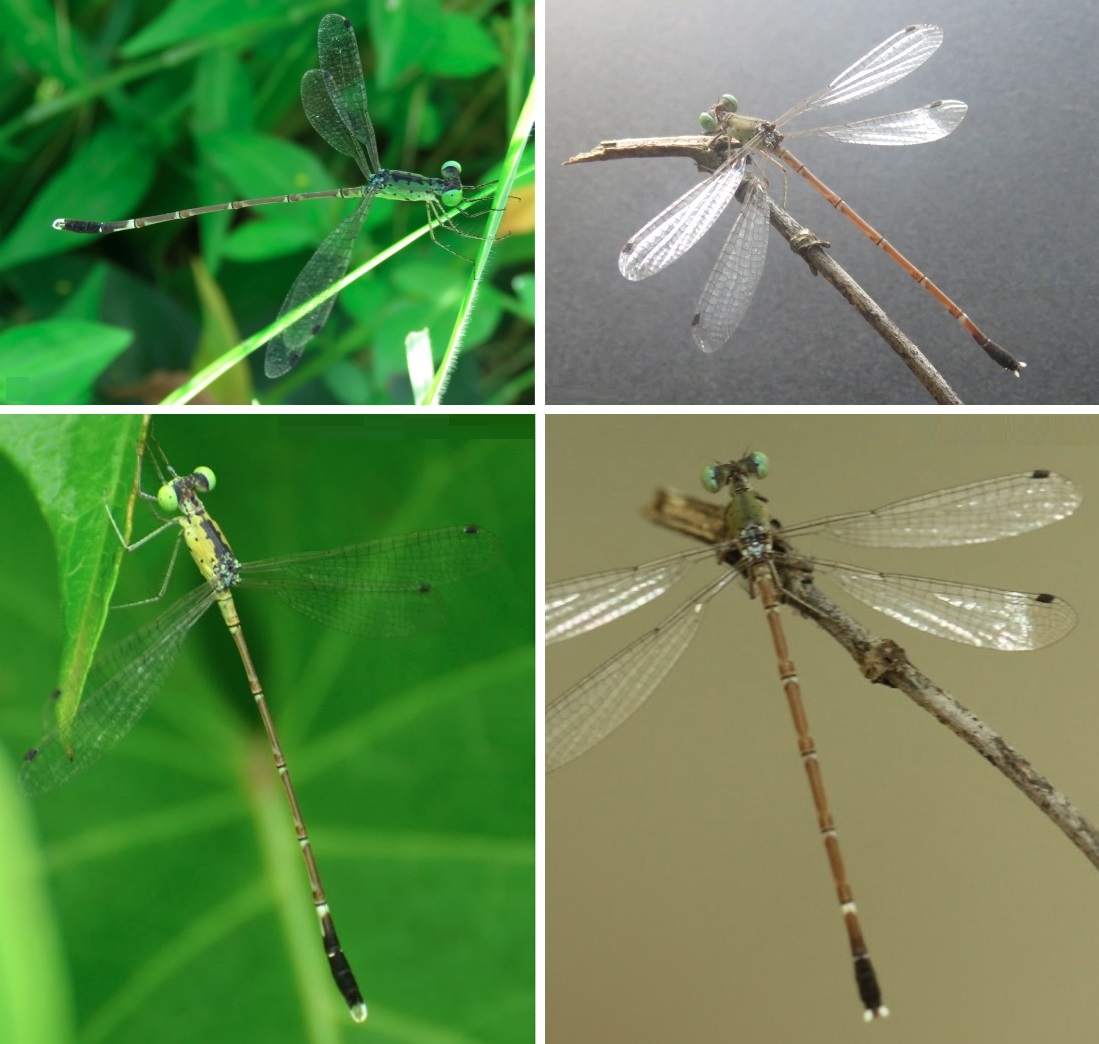 Species New To Science Entomology 2020 Platylestes Kirani A New Species Of Platylestes Selys Odonata Zygoptera Lestidae From The Coastal Area Of Kannur District Kerala India