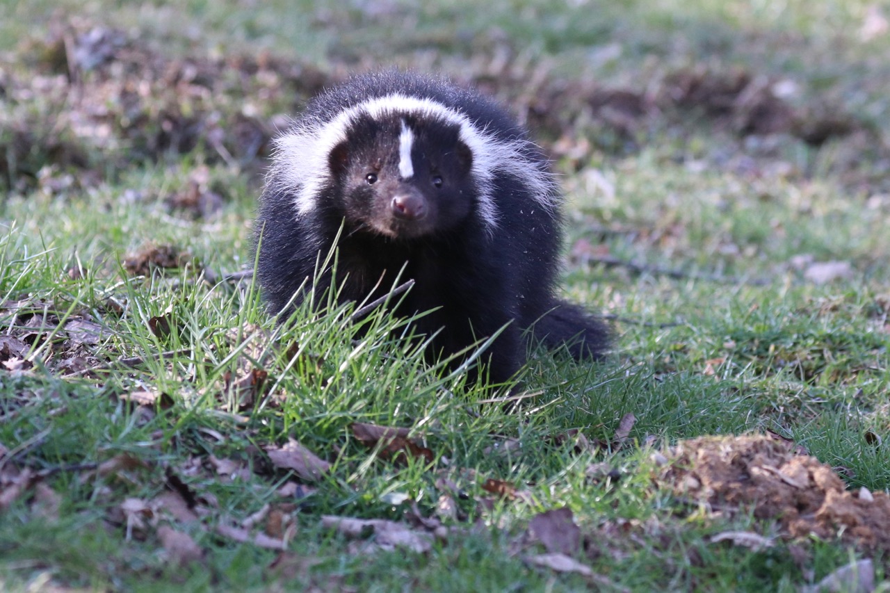 Are Skunks Attracted To Dog Poop