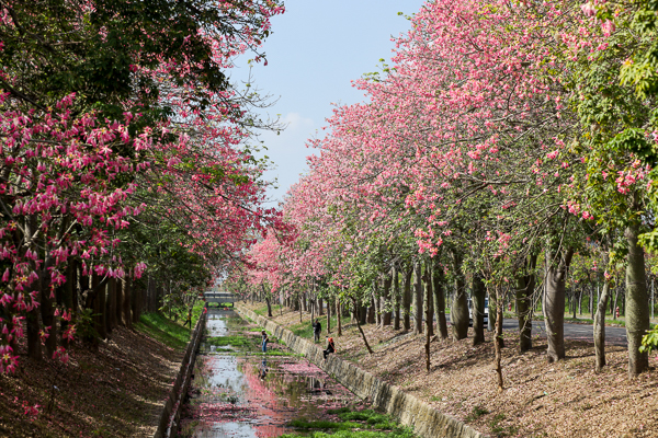 雲林虎尾美人樹大道綿延建成路2公里的粉紅美人櫻，農博公園旁