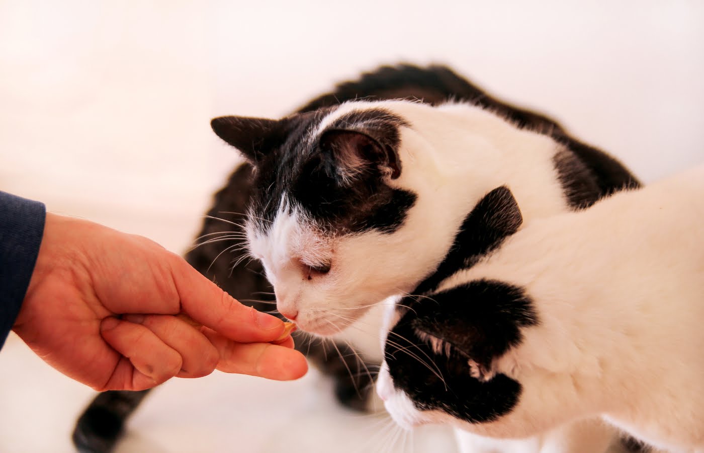 When Does A Cat Need Pepcid?