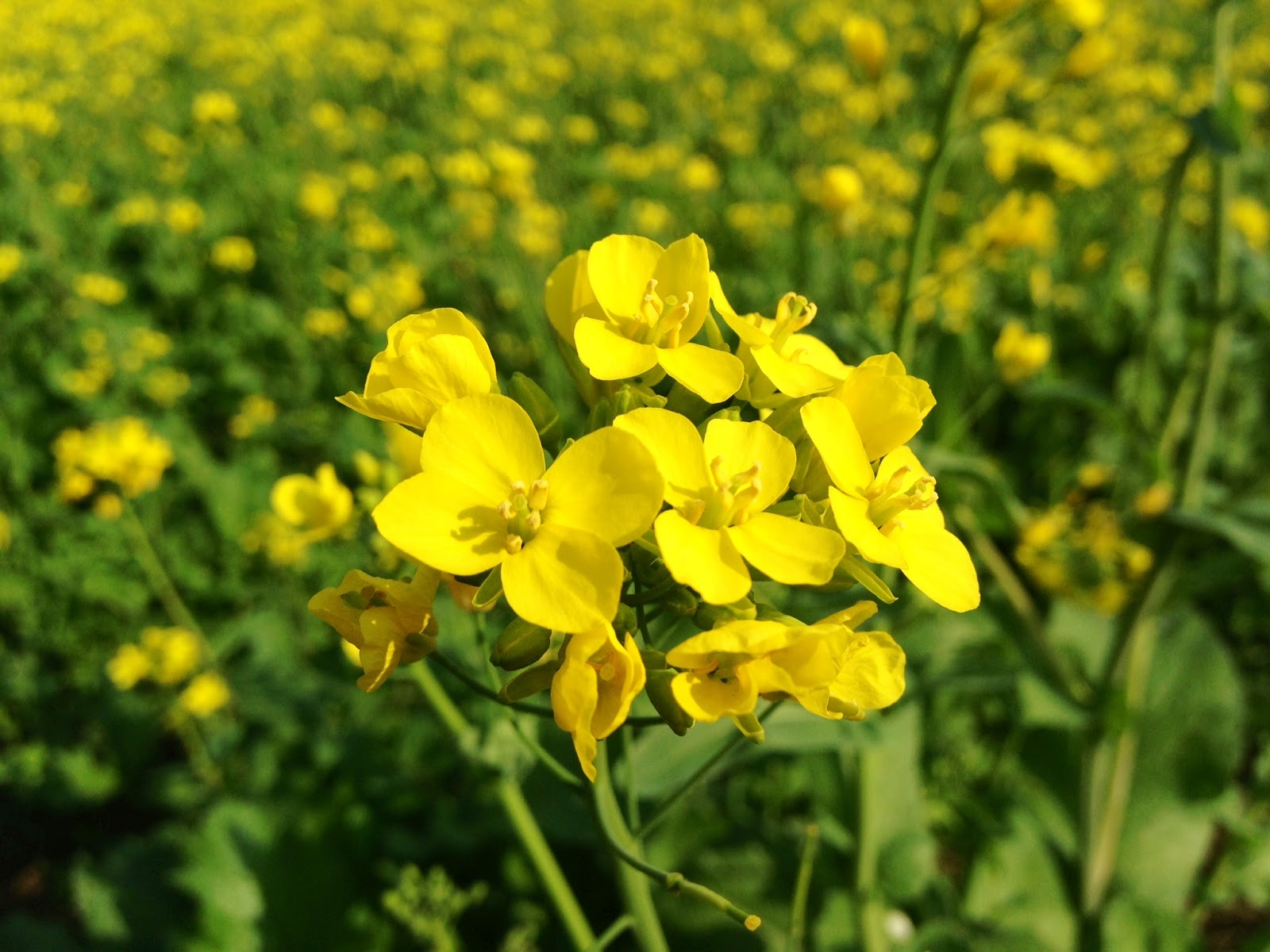Mustard Sowing Begins in Rajasthan