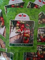 JURAGAN TOMAT, BUDIDAYA TOMAT, JUAL BENIH TOMAT, TANAMAN TOMAT, PANAH MERAH, LMGA AGRO, TOMAT SAKURA