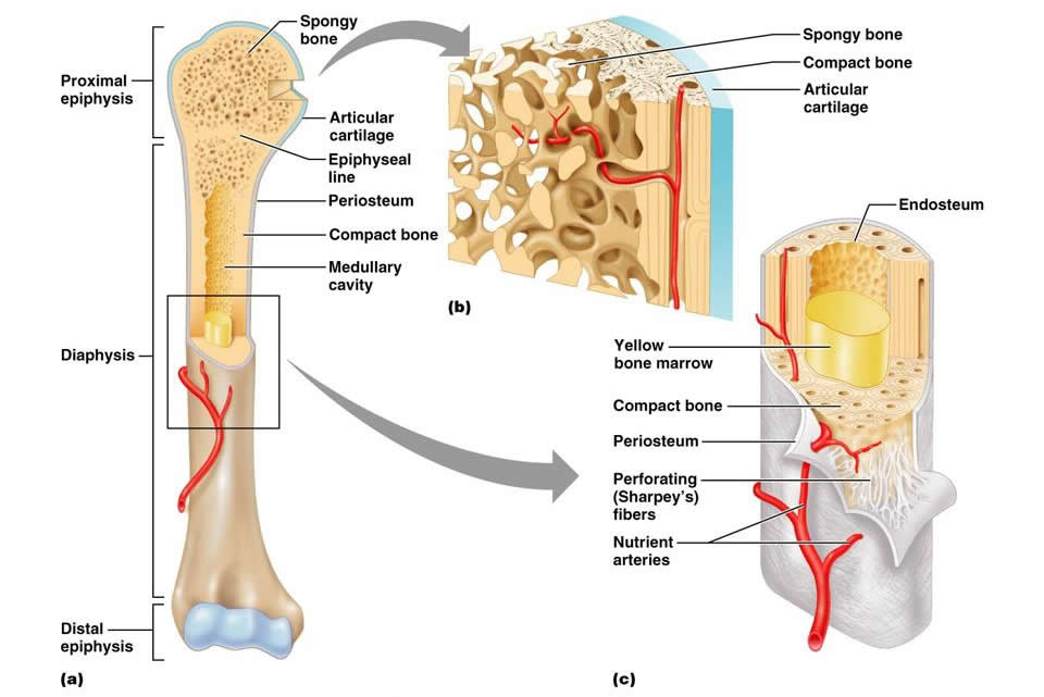 veterinary online- bones - veterinary online