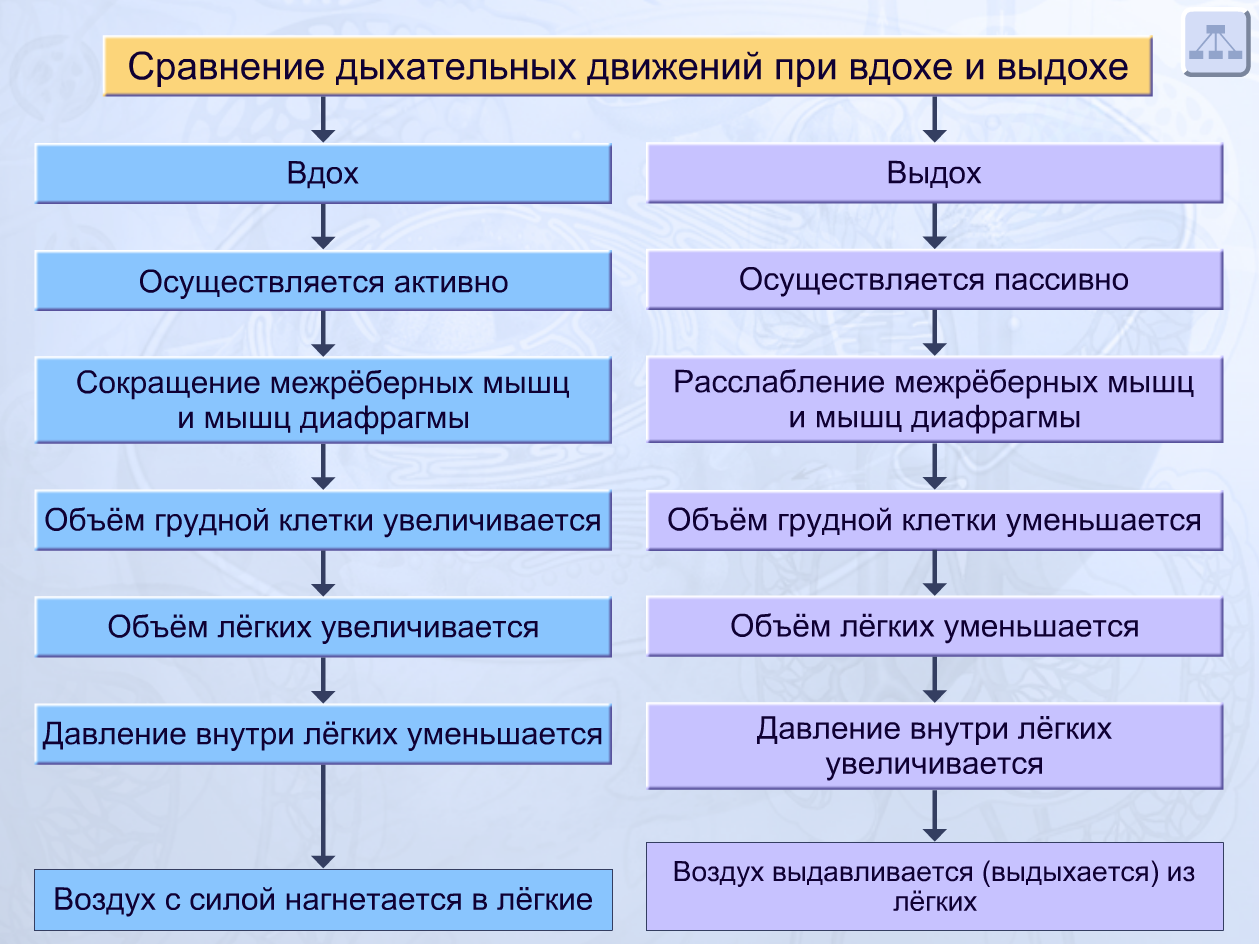 Механизм вдоха. Опишите акт выдоха. Вдох последовательность процессов. Механизм вдоха и выдоха. Установите последовательность процессов вдоха.