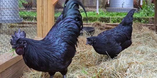 Ciri Ciri Ayam Cemani Ciri Ciri Ayam Cemani