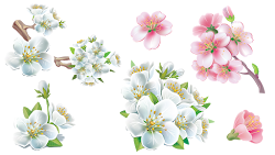 sakura flower bonus deviantart tattoo clipart ts4 sims