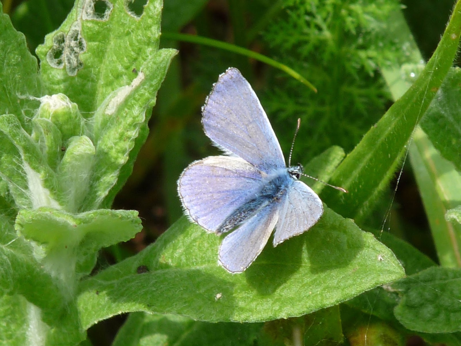 Wild and Wonderful My Photos of (Largely UK) Butterfly Species