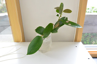 あかぎ通信 8月 2021