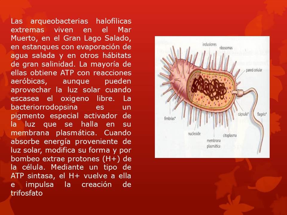 microbiologia unidad 4. arqueobacterias y unidad
