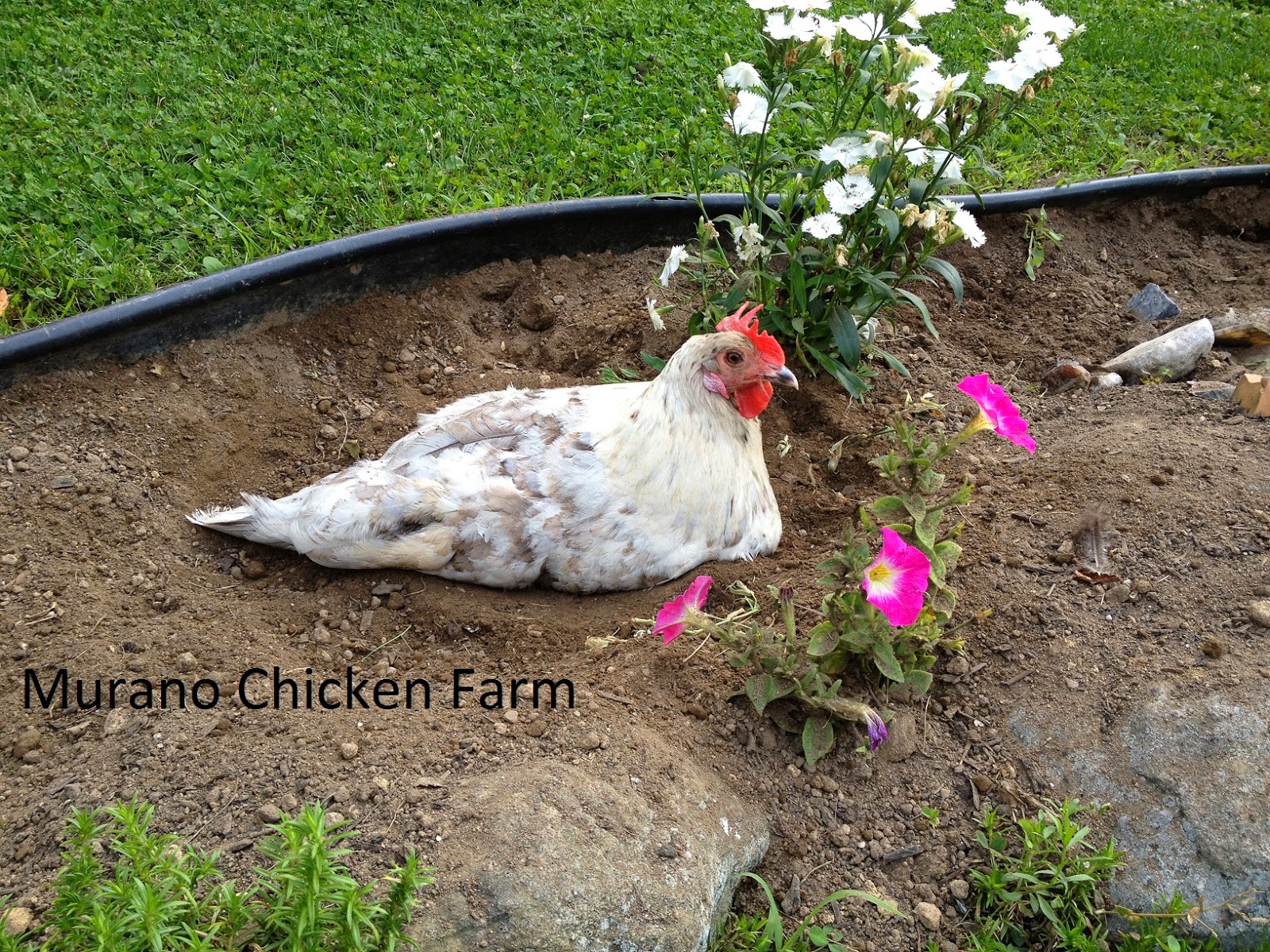 Wood ash and DE, the dust bathing dream team Murano Chicken Farm