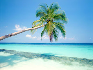 Beautiful Wallpapers for Desktop: Palm tree wallpapers hd