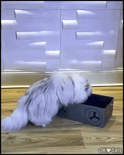 Funny Cat GIF • Persian Cat riding in his shoe box. He likes it." They see me rollin', they hatin'" Funny Cat GIF • Persian Cat riding in his shoe box. He likes it." They see me rollin', they hatin'"