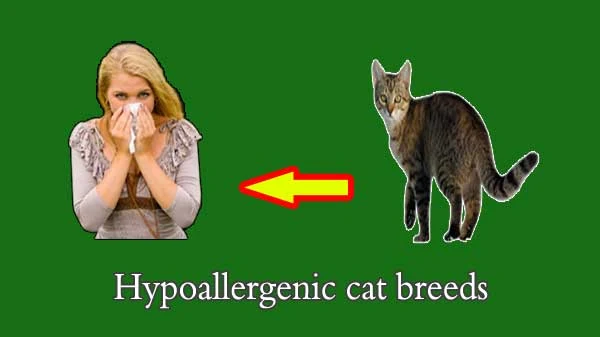 all hypoallergenic cat breeds