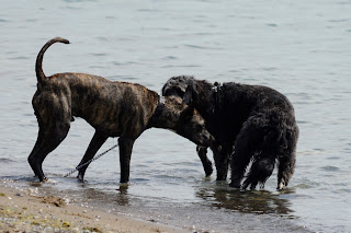 Dogs playing in Bluffers Beach