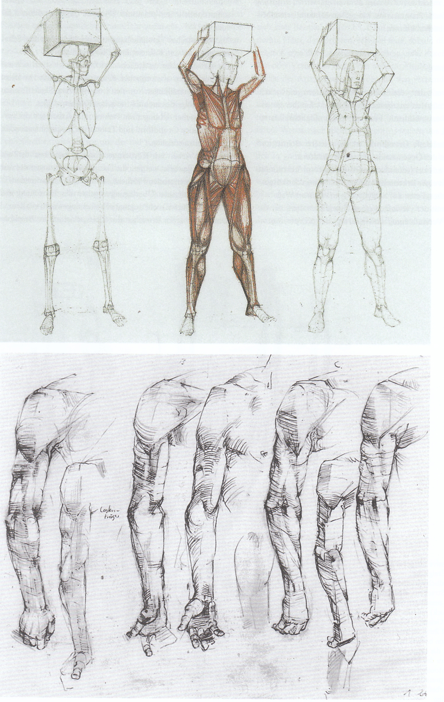 Пропорции человека баммес готфрид. Готтфрид баммес фигура человека. Баммес фигура. Баммес фигура. Баммес анатомия спина.
