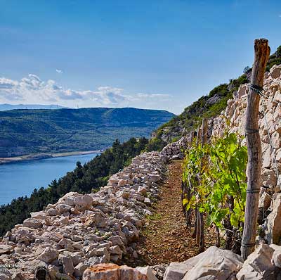 Tra Fiume e Trieste La Bakarska Vodica, lo spumante dolce di Buccari