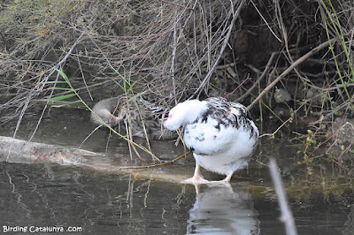 Ànec mut (Cairina moschata)