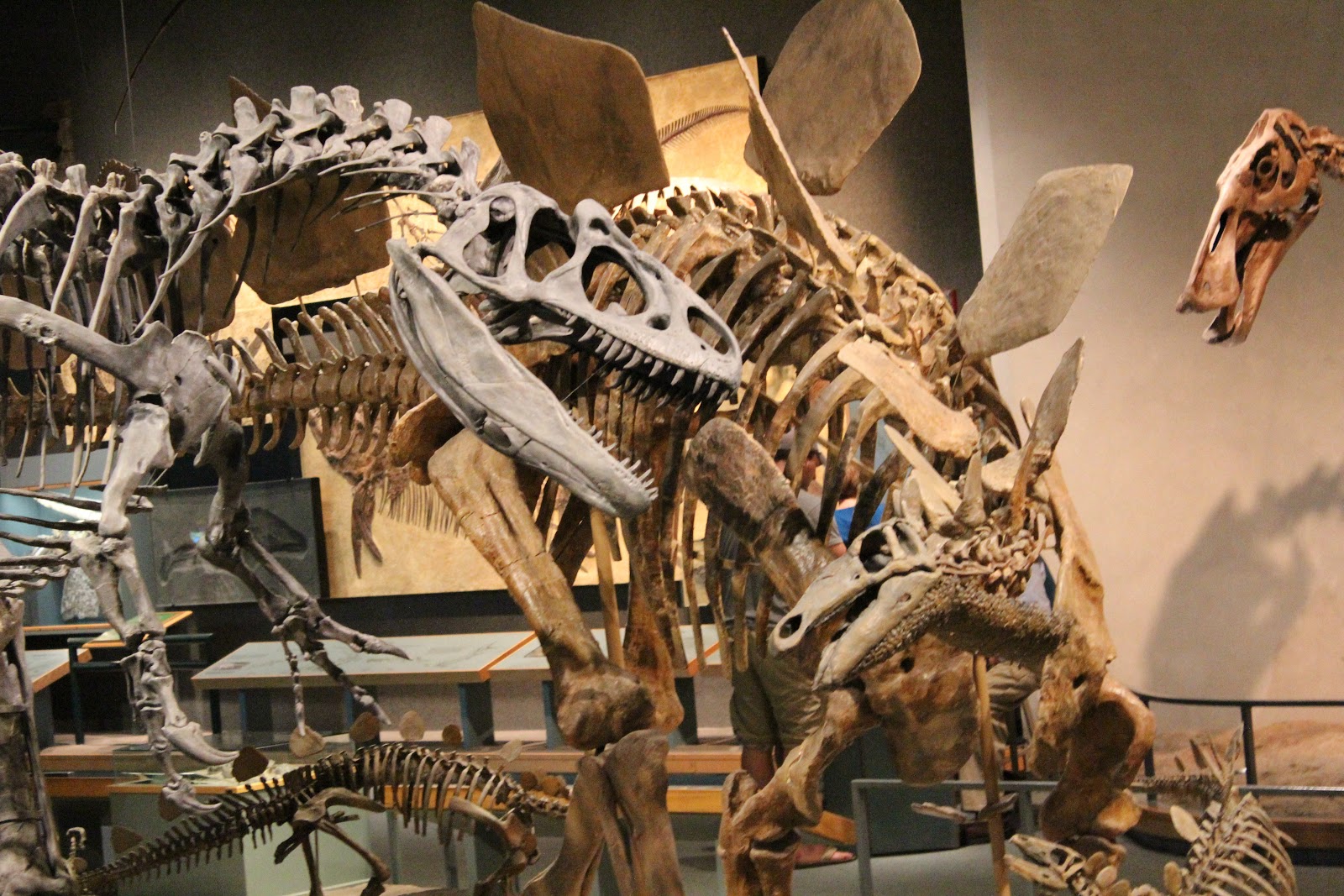 My Froggy Boy: Museums: The Denver Museum of Nature and Science