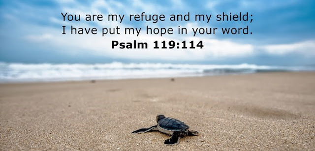  You are my refuge and my shield; I have put my hope in your word. 