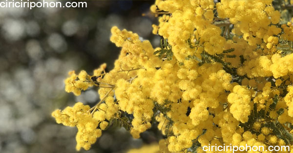 ciri ciri pohon akasia golden wattle