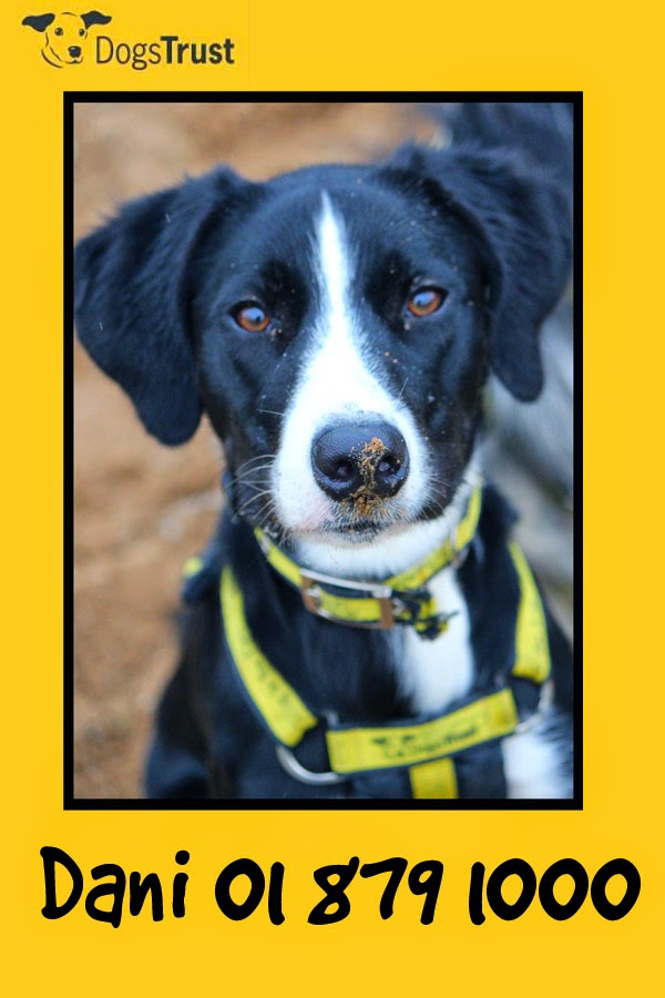 Dogs Trust Ireland