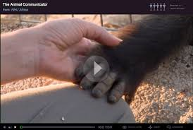 The Animal Communicator