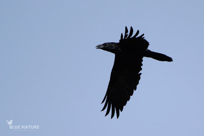 Cuervo grande (Corvus corax) en vuelo
