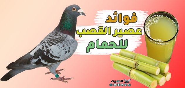 فوائد عصير قصب السكر