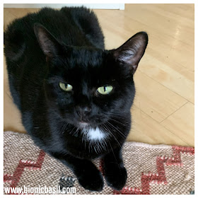 Black Cat Appreciation Day with Parsley aka Special Sauce The Sunday Selfies Blog Hop @BionicBasil®
