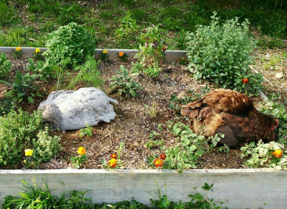 Build your Chickens a Raised Bed Herb Garden Dust Bath Fresh Eggs Daily® with Lisa Steele