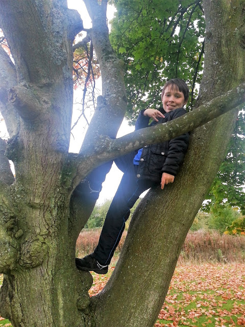 Boy in a Tree