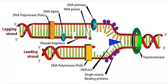 Replication of DNA (डीएनए का द्विगुणन):-,General Introduction, process of Replication