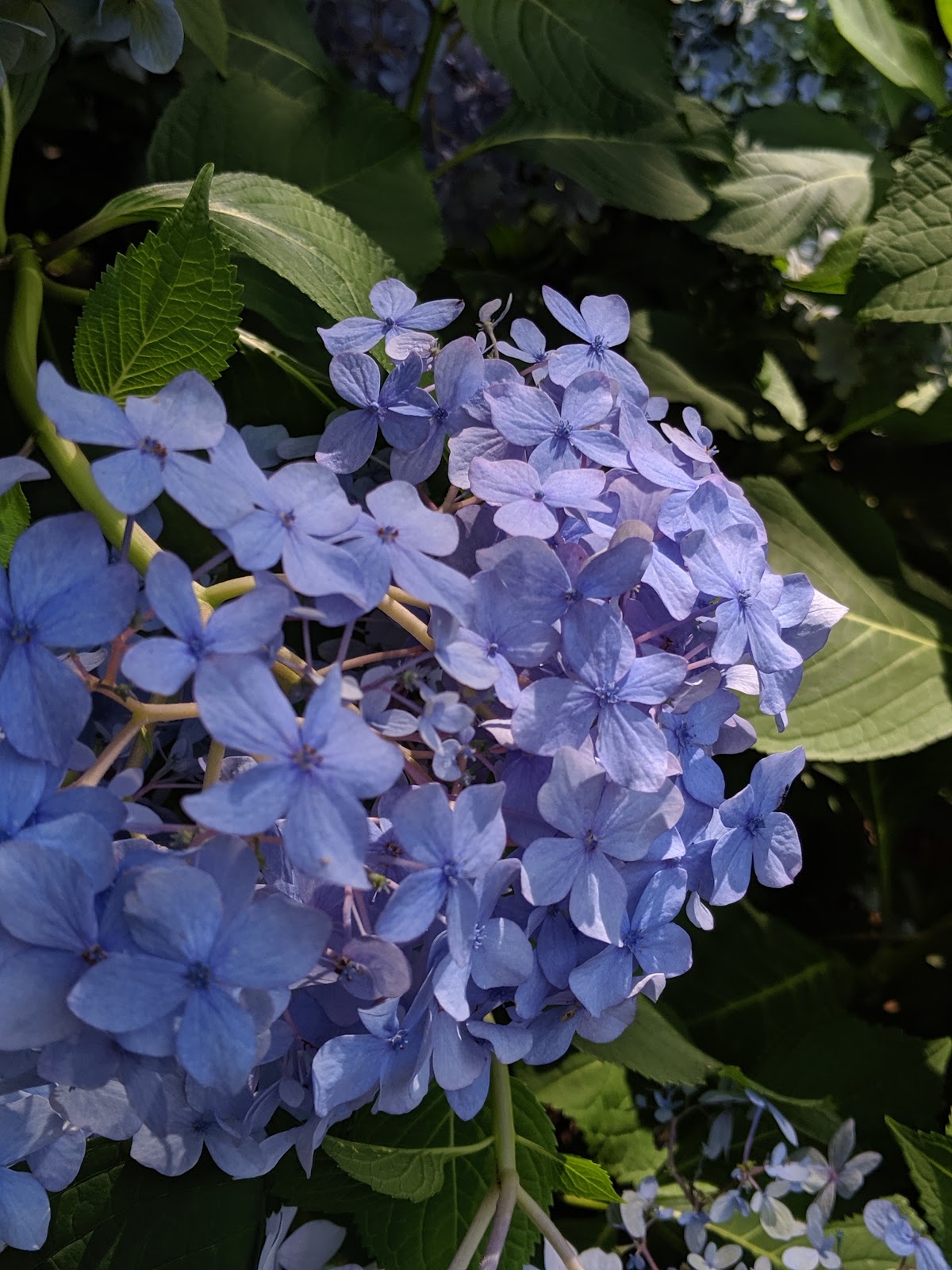 Gardening With Grace